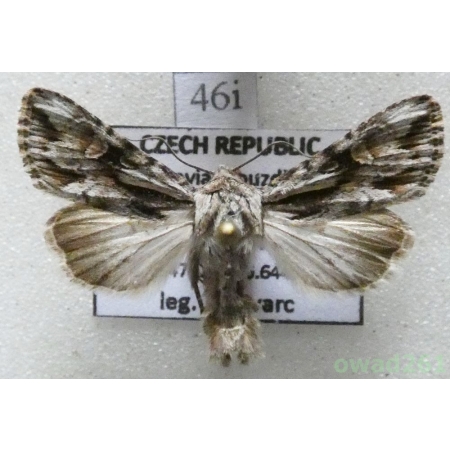 Chloantha hyperici (Denis & Schiffermüller, 1775) Czech46i